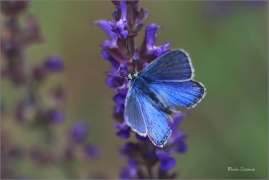 <p>MODRÁSEK JETELOVÝ (Polyommatus bellargus) jižní Morava - Poudřanská step --- /Adonis blue - Himmelblauer Bläuling/</p>